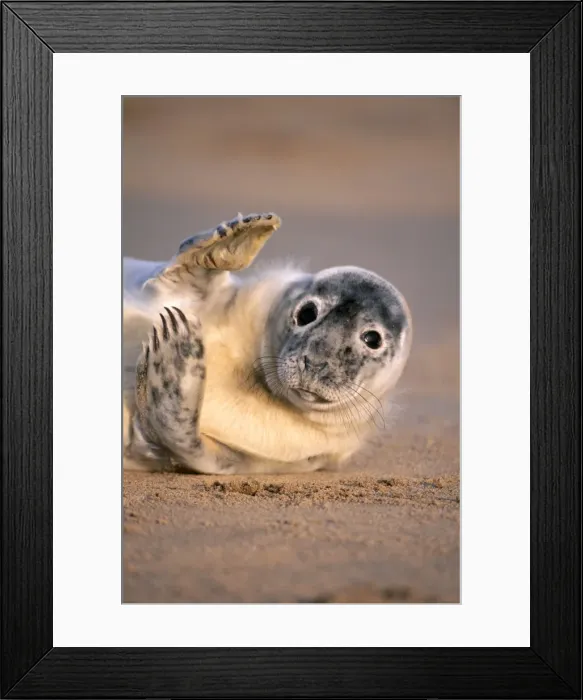 Framed Print : Grey Seal GET 37 Lying on sandy beach, - Lincolnshire, UK Halichoerus grypus © Geoff Trinder / ARDEA LONDON Framed Print : Grey Seal GET 37 Lying on sandy beach, - Lincolnshire, UK Halichoerus grypus © Geoff Trinder / ARDEA LONDON