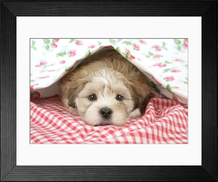 Framed Print : Dog - 7 weeks old Lhasa Apso cross Shih Tzu puppy under blanket Digital Manipulation: cleaned right eye Framed Print : Dog - 7 weeks old Lhasa Apso cross Shih Tzu puppy under blanket Digital Manipulation: cleaned right eye