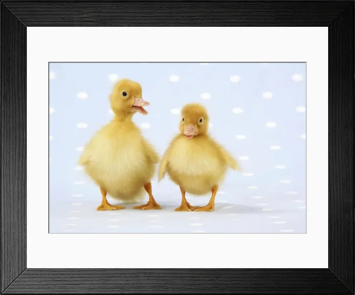 Framed Print : Ducklings on blue spotted background Framed Print : Ducklings on blue spotted background
