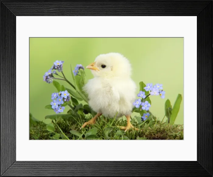 Framed Print : Chicken - chick Framed Print : Chicken - chick