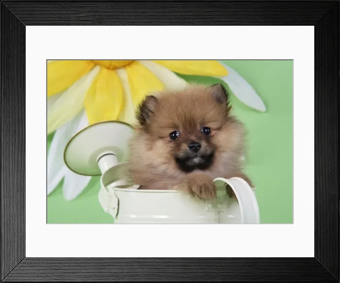 Framed Print : Dog. Pomeranian puppy sitting in watering can (10 weeks old) Framed Print : Dog. Pomeranian puppy sitting in watering can (10 weeks old)