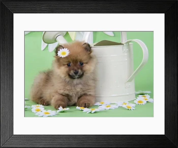 Framed Print : Dog. Pomeranian puppy sitting next to watering can with daisy on head (10 weeks old) Framed Print : Dog. Pomeranian puppy sitting next to watering can with daisy on head (10 weeks old)