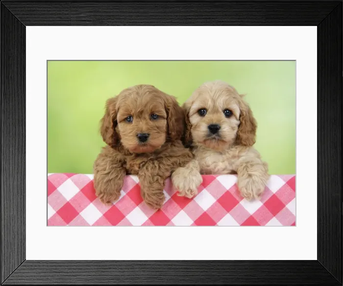 Framed Print : Dog. Cockerpoo puppies (7 weeks old) Framed Print : Dog. Cockerpoo puppies (7 weeks old)