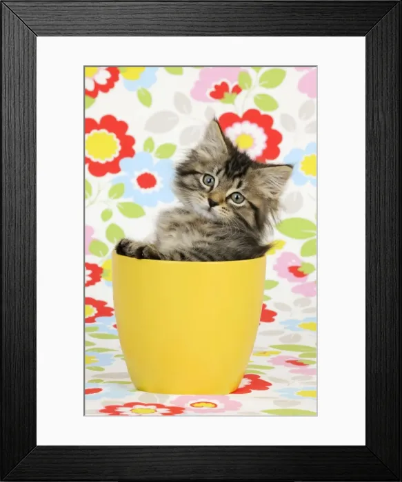 Framed Print : Cat. Kitten (7 weeks old) in plant pot Framed Print : Cat. Kitten (7 weeks old) in plant pot
