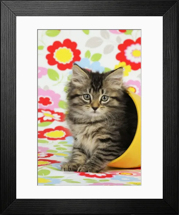 Framed Print : Cat. Kitten (7 weeks old) in plant pot Framed Print : Cat. Kitten (7 weeks old) in plant pot