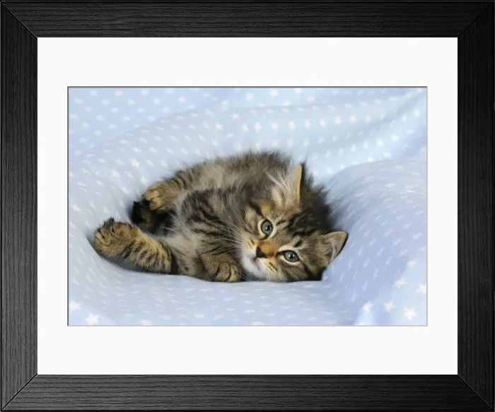 Framed Print : Cat. Kitten (7 weeks old) on blue background Framed Print : Cat. Kitten (7 weeks old) on blue background