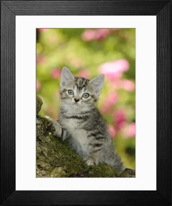 Framed Print : Cat. Kitten (7 weeks old) in tree Framed Print : Cat. Kitten (7 weeks old) in tree