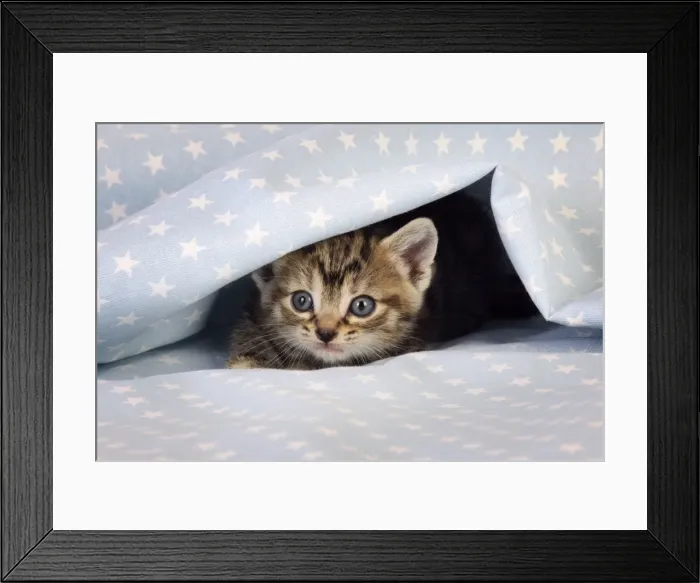 Framed Print : Cat. Tabby Kitten (6 weeks old) on star background Framed Print : Cat. Tabby Kitten (6 weeks old) on star background