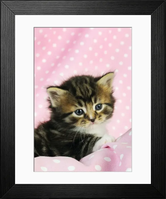 Framed Print : Cat. Tabby Kitten (6 weeks old) on pink background Framed Print : Cat. Tabby Kitten (6 weeks old) on pink background