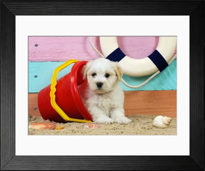 Framed Print : Dog. White teddy bear puppy at the beach in a bucket Framed Print : Dog. White teddy bear puppy at the beach in a bucket