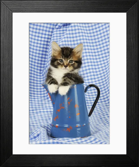 Framed Print : Cat. Kitten in jug Framed Print : Cat. Kitten in jug