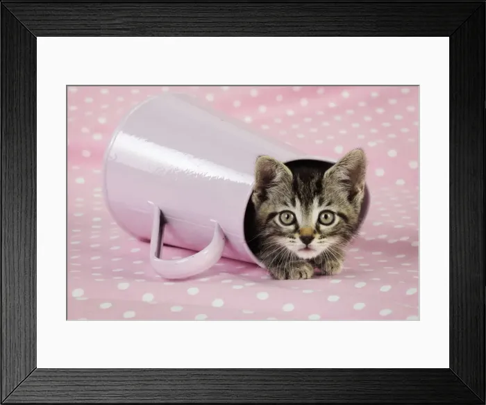 Framed Print : Cat. Kitten in pink jug Framed Print : Cat. Kitten in pink jug