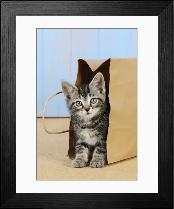 Framed Print : Cat - Kitten in paper bag Framed Print : Cat - Kitten in paper bag