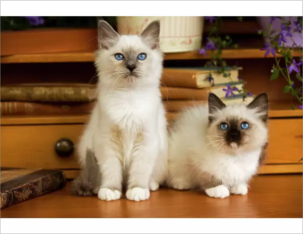 Cat - two Birman kittens