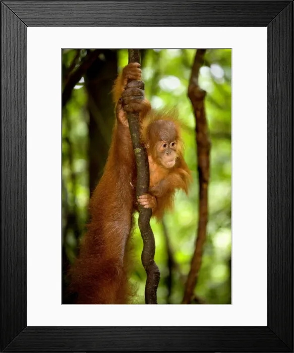 Framed Print : Sumatran Orangutan - baby clings to a root dangling vertically to the ground. For safety, mother is in the vincinity but on the picture there is only her hand and arm visible - Gunung-Leuser National Park, Sumatra, Indonesia Framed Print : Sumatran Orangutan - baby clings to a root dangling vertically to the ground. For safety, mother is in the vincinity but on the picture there is only her hand and arm visible - Gunung-Leuser National Park, Sumatra, Indonesia
