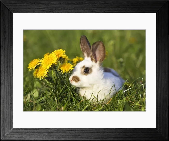 Framed Print : Domestic Rabbit - young with dandelions Alsace France Framed Print : Domestic Rabbit - young with dandelions Alsace France