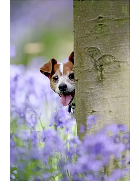 Dog - Jack Russell - looking around tree in bluebell wood 007346