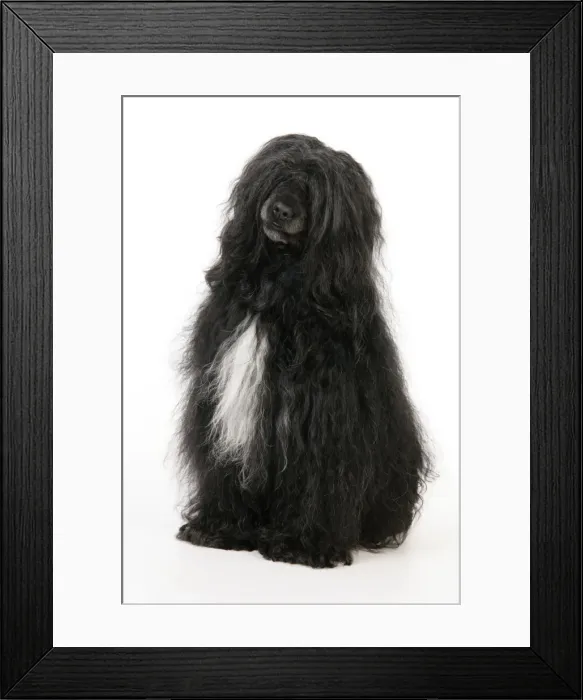 Framed Print : Portuguese Water Dog Framed Print : Portuguese Water Dog