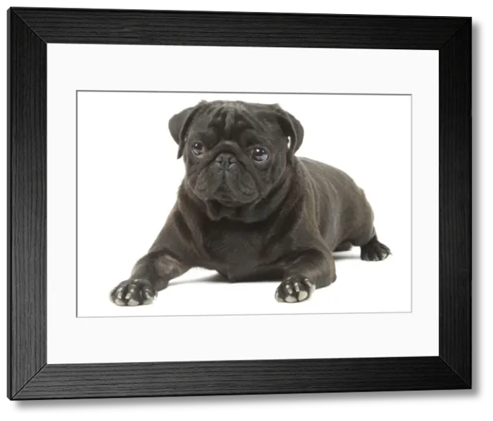 Framed Print : Dog - Pug in studio