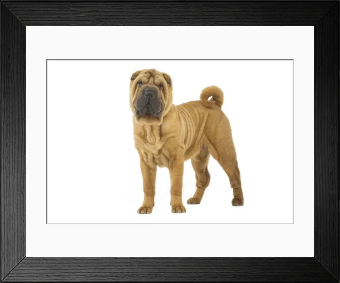 Framed Print : Dog - Sharpei - brush coat Framed Print : Dog - Sharpei - brush coat