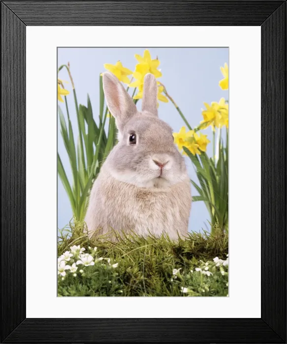 Framed Print : Rabbit JD 15610 With flowers © John Daniels  /  ARDEA LONDON