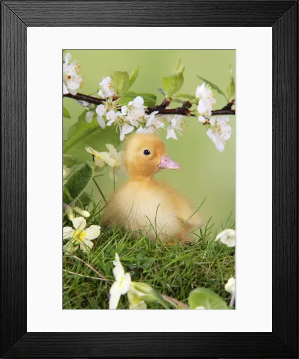 Framed Print : Duckling. in spring set Framed Print : Duckling. in spring set