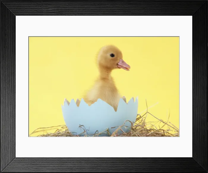 Framed Print : Duckling in large egg shell Framed Print : Duckling in large egg shell