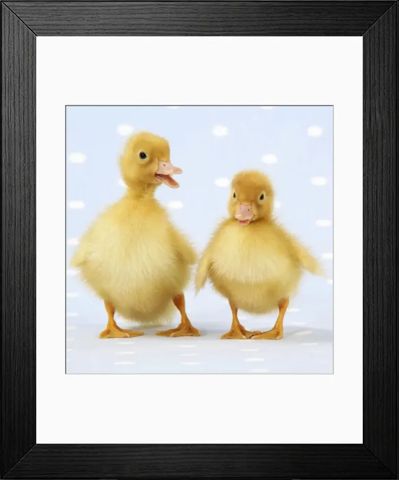 Framed Print : Ducklings on blue spotted background Framed Print : Ducklings on blue spotted background