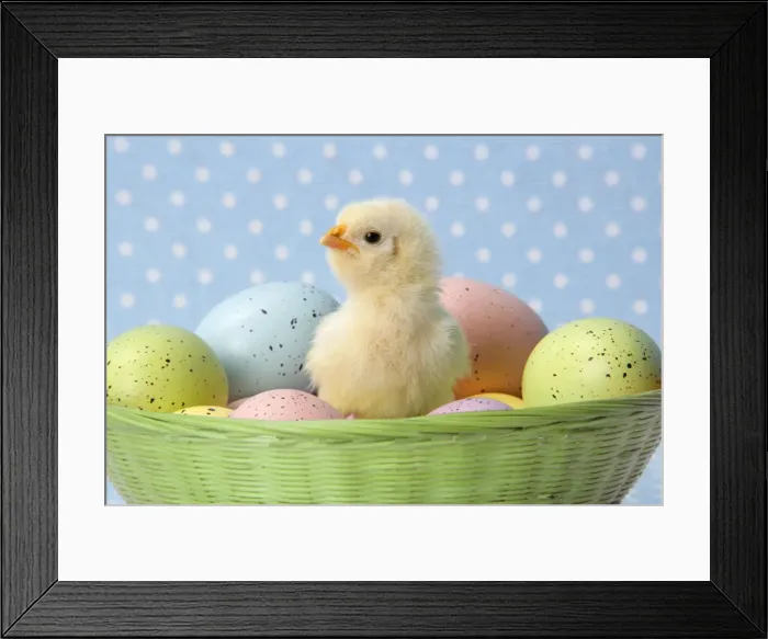 Framed Print : Chicken - chick sitting on coloured eggs Digital Manipulation: changed basket from straw to green Framed Print : Chicken - chick sitting on coloured eggs Digital Manipulation: changed basket from straw to green