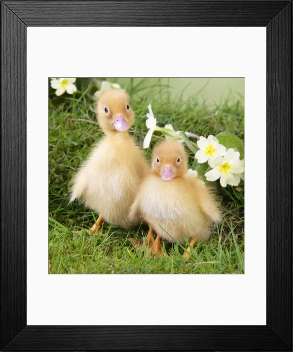 Framed Print : Ducklings. in spring set Framed Print : Ducklings. in spring set