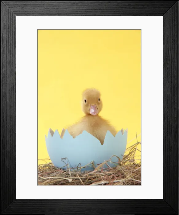 Framed Print : Duckling - in large egg shell Framed Print : Duckling - in large egg shell
