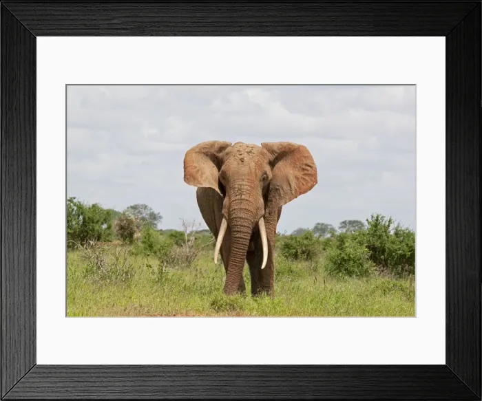 Framed Print : African Elephant - Tsavo East National Park Kenya Framed Print : African Elephant - Tsavo East National Park Kenya