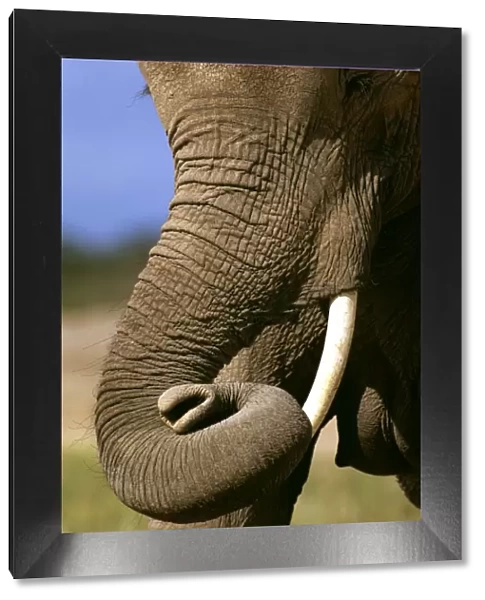 African Elephant - with curled up trunk - Kenya JFL17373