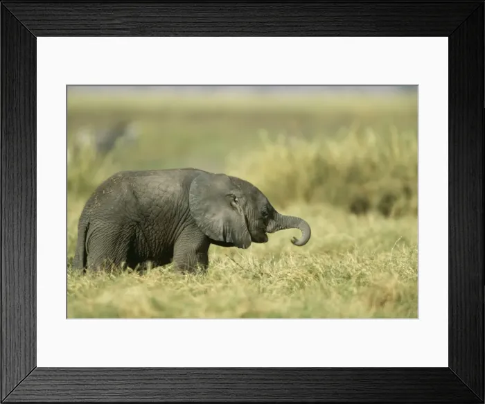 Framed Print : African Elephant FL 809 Baby Loxodonta Africana © Ferrero Labat / ARDEA LONDON Framed Print : African Elephant FL 809 Baby Loxodonta Africana © Ferrero Labat / ARDEA LONDON