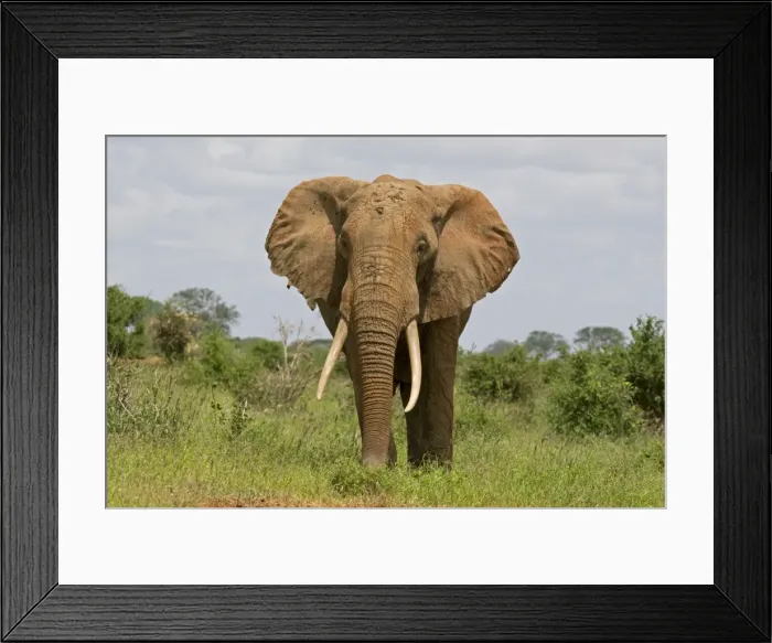Framed Print : African Elephant - Tsavo East National Park Kenya Framed Print : African Elephant - Tsavo East National Park Kenya