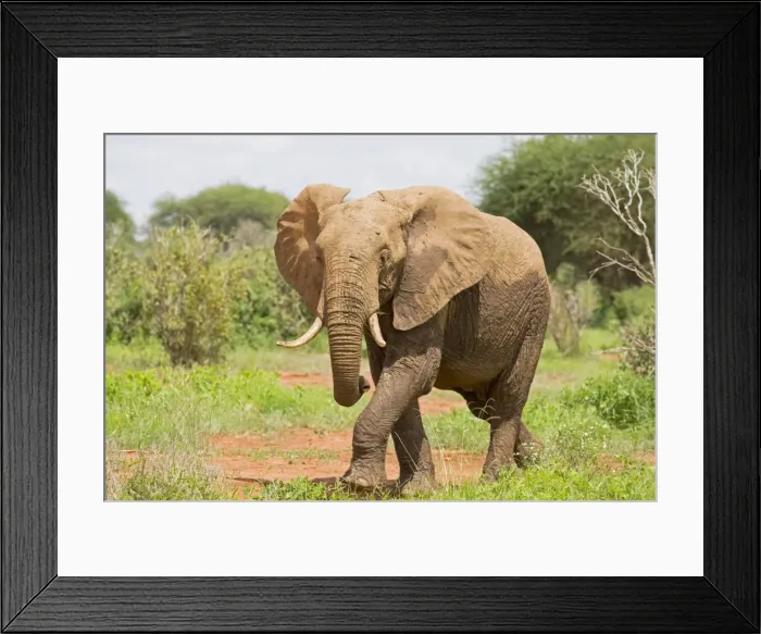 Framed Print : Elephant - Tsavo East National Park Kenya Framed Print : Elephant - Tsavo East National Park Kenya