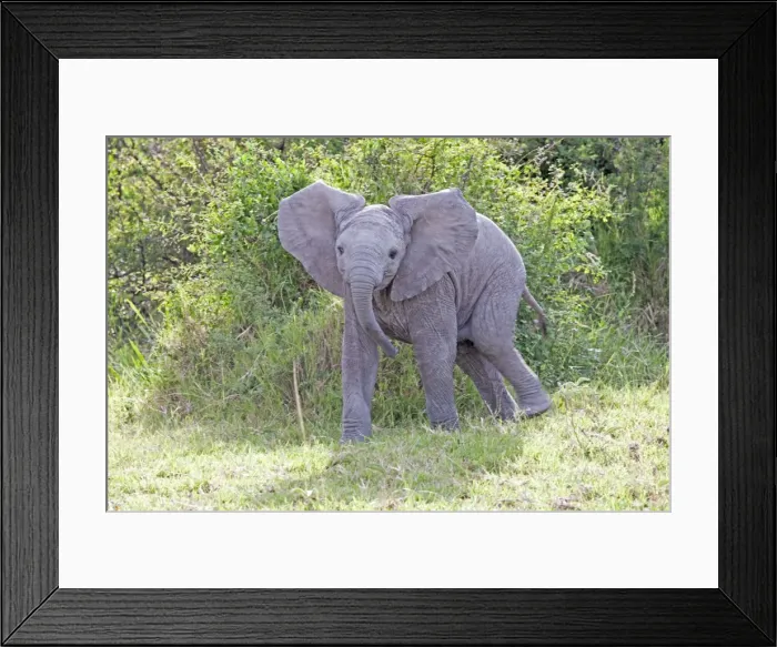 Framed Print : Elephant - Calf threatening - Maasai Mara North Reserve Kenya Framed Print : Elephant - Calf threatening - Maasai Mara North Reserve Kenya