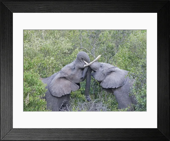 Framed Print : Elephants - Play fighting - Maasai Mara North Reserve Kenya Framed Print : Elephants - Play fighting - Maasai Mara North Reserve Kenya