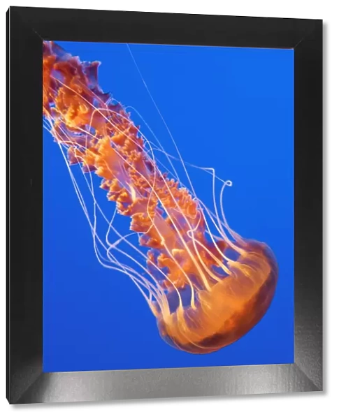 Black Sea Nettle - Pacific Ocean - Photographed at Monterey Bay Aquarium - Monterey - California - USA