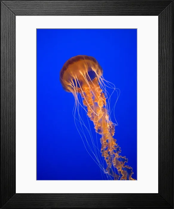 Framed Print : Black Sea Nettle - Pacific Ocean - Photographed at Monterey Bay Aquarium - Monterey - California - USA Framed Print : Black Sea Nettle - Pacific Ocean - Photographed at Monterey Bay Aquarium - Monterey - California - USA