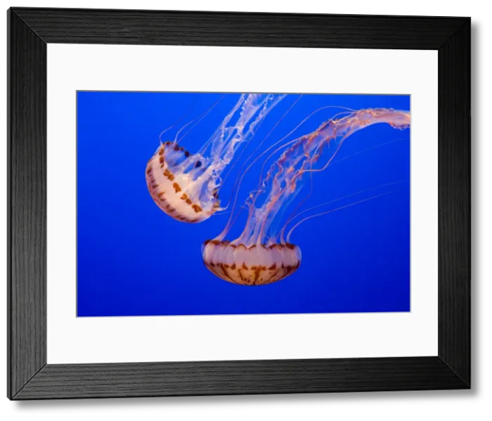 Framed Print : Purple-striped Jelly - Range: limited along coast of California - Pacific Ocean - USA - Photographed at Monterey Bay Aquarium - Monterey - California - USA Framed Print : Purple-striped Jelly - Range: limited along coast of California - Pacific Ocean - USA - Photographed at Monterey Bay Aquarium - Monterey - California - USA