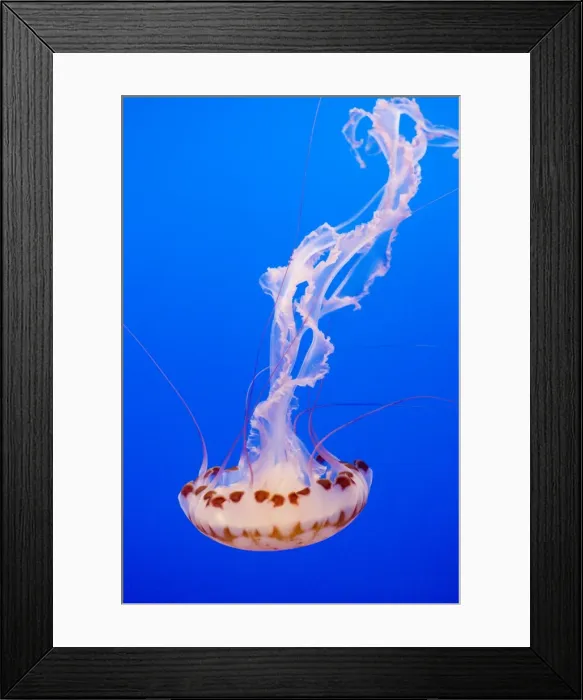 Framed Print : Purple-striped Jelly - Range: limited along coast of California - Pacific Ocean - USA - Photographed at Monterey Bay Aquarium - Monterey - California - USA Framed Print : Purple-striped Jelly - Range: limited along coast of California - Pacific Ocean - USA - Photographed at Monterey Bay Aquarium - Monterey - California - USA