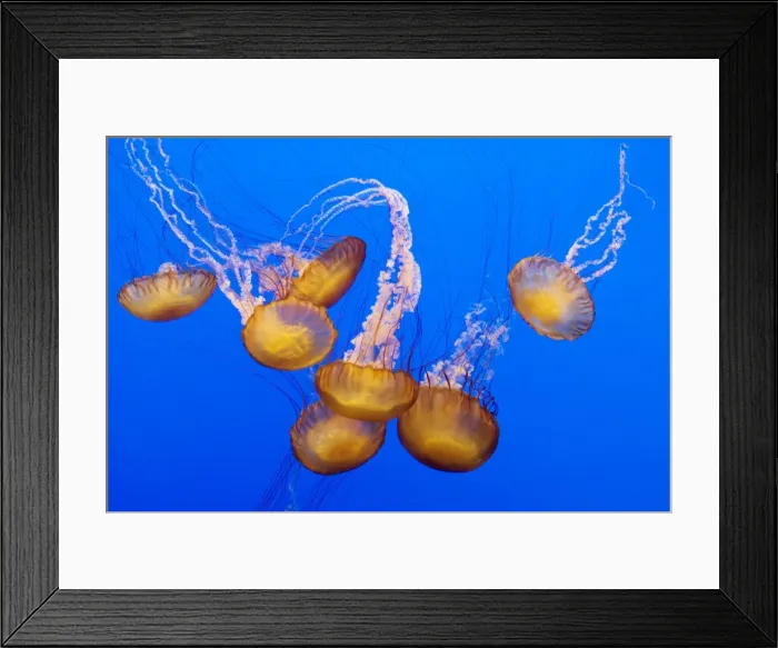 Framed Print : Sea Nettle - Range: California to Alaska - Aleoutian Islands - Bering Sea - Japan - Mostly near coast - Photographed at Monterey Bay Aquarium - Monterey - California - USA Framed Print : Sea Nettle - Range: California to Alaska - Aleoutian Islands - Bering Sea - Japan - Mostly near coast - Photographed at Monterey Bay Aquarium - Monterey - California - USA