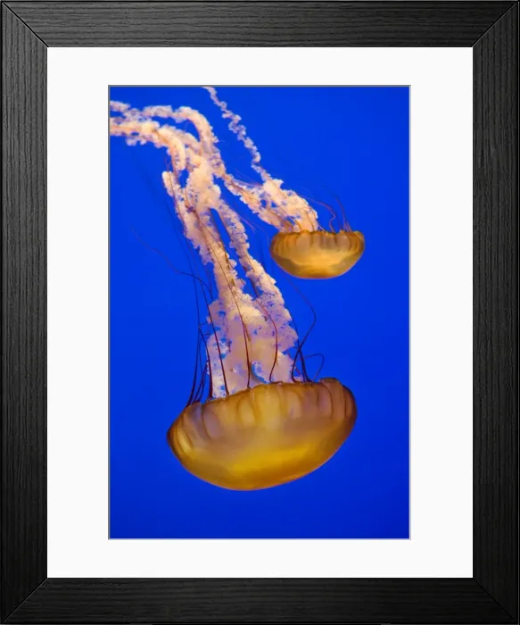 Framed Print : Sea Nettle - Range: California to Alaska - Aleoutian Islands - Bering Sea - Japan - Mostly near coast - Photographed at Monterey Bay Aquarium - Monterey - California - USA Framed Print : Sea Nettle - Range: California to Alaska - Aleoutian Islands - Bering Sea - Japan - Mostly near coast - Photographed at Monterey Bay Aquarium - Monterey - California - USA