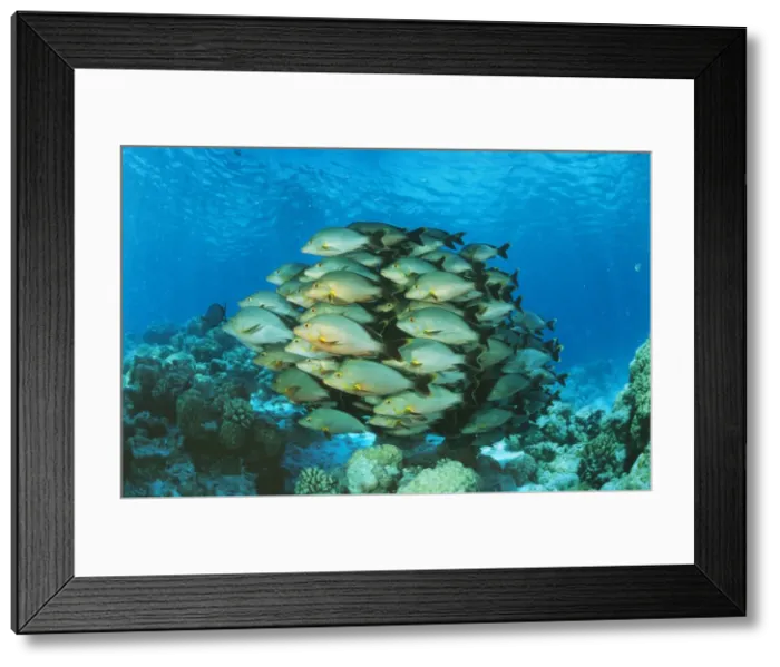 Framed Print : Paddletail Snapper KA 44 Shoal, Polynesia Lutjanus gibbus © Kurt Amsler  /  ARDEA LONDON