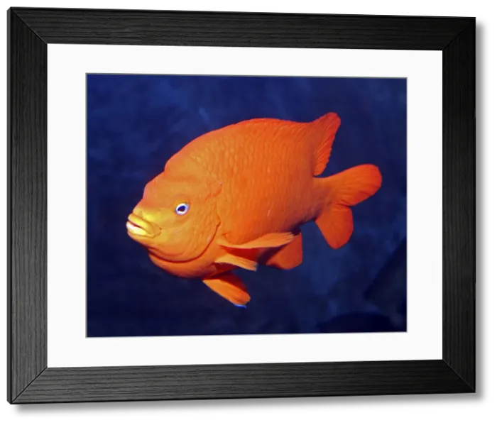 Framed Print : Garibaldi - Eastern Central Pacific: west coast of USA to southern Baja California, Mexico. Reef and rocky habitats Framed Print : Garibaldi - Eastern Central Pacific: west coast of USA to southern Baja California, Mexico. Reef and rocky habitats