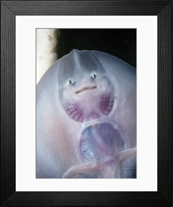 Framed Print : Thornback Skate - underside of young UK marine Framed Print : Thornback Skate - underside of young UK marine