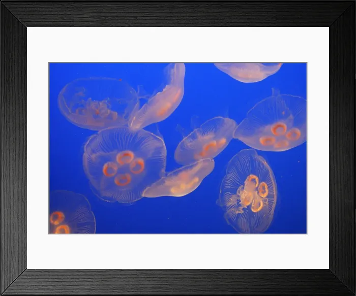 Framed Print : Moon Jellyfish. Vancouver aquarium. Canada Framed Print : Moon Jellyfish. Vancouver aquarium. Canada
