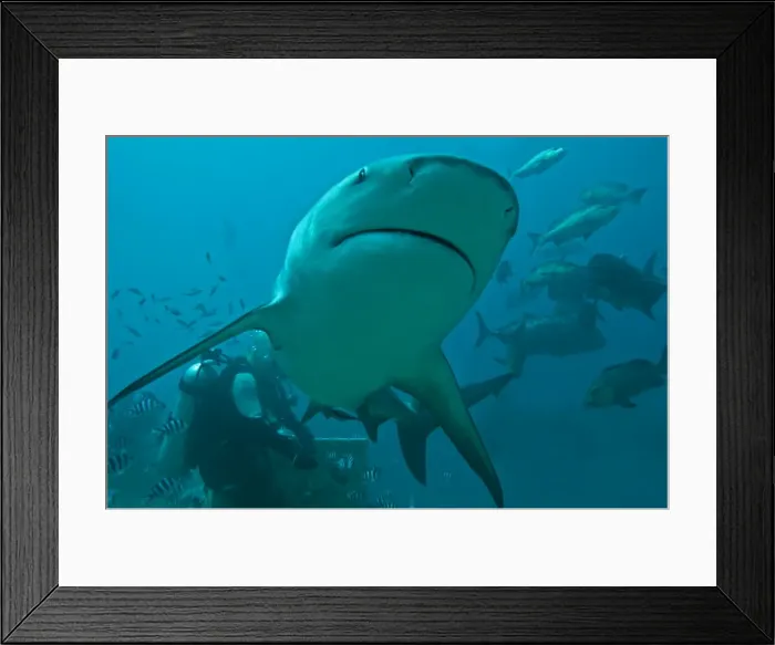 Framed Print : Bull Shark - diver in background - Fiji Framed Print : Bull Shark - diver in background - Fiji