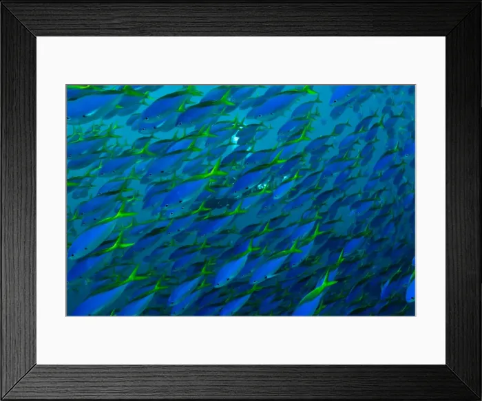 Framed Print : Fusiliers - swimming in great schools along the reef edge - diver in background - Fiji Framed Print : Fusiliers - swimming in great schools along the reef edge - diver in background - Fiji